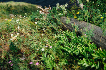 landscape bushes of grass against the sky.