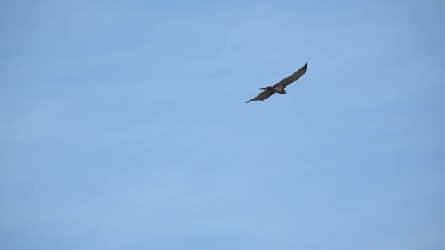 Bird of prey in flight ,low angle view.
Short toed snake eagle spreading wings  soaring in cloud blue sky  ,hd slow motion video.
