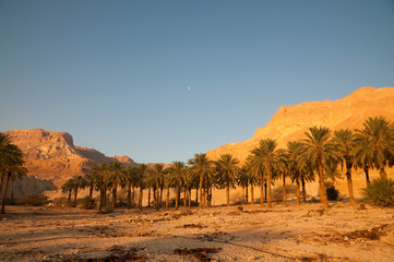 Ein Gedi, Israel