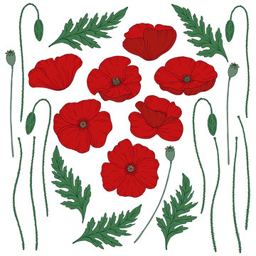 Red poppy flowers. Pap&aacute;ver. Green stems and leaves. Big set of elements for design. Hand drawn vector illustration. Monochrome black and white ink sketch. Line art. Isolated on white background. 