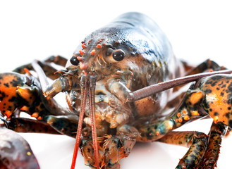 lobsters in studio