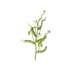 Green bush of sweet peas with small pods and leaves. Natural farm product. Leguminous plant. Flat vector icon