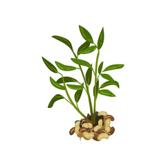 Fototapeta na wymiar Bush of peanut with bright green leaves. Natural product. Agricultural plant. Flat vector design