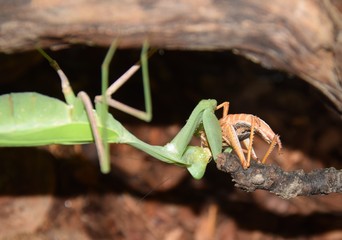 Indische Gottesanbeterin in einem Terrarium fängt und frißt eine Wanderheuschrecke
