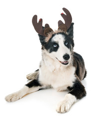 young Yakutian Laika