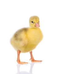 Cute little newborn fluffy gosling. One young yellow baby goose isolated on a white background. Nice geese big bird.
