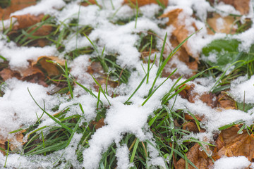 Melting snow at park - close up top view. Spring water - white snow and ice melting, unveiling green grass and autumn leaves.