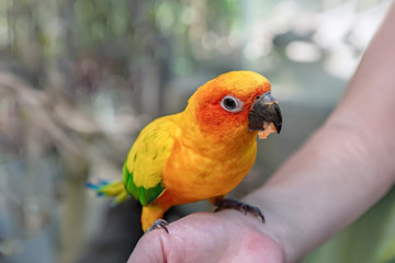 A small yellow parrot in the rainforest, sitting on his hand, there is a slice of mango. Copy space. Close-up