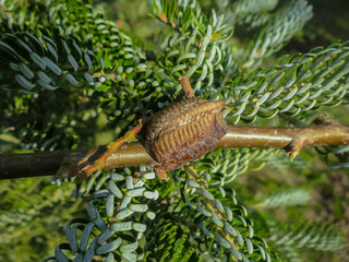 Ootheca of Praying Mantis attached to a tree branch. Close-up of Mantis eggs in the cocoon. Bright sunny day. Selective focus.
