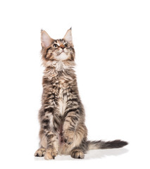 Maine Coon kitten