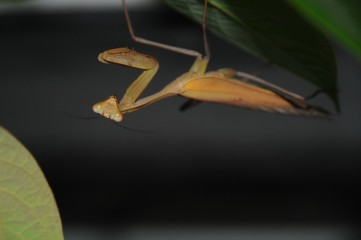 Indische Gottesanbeterin in einem Terrarium