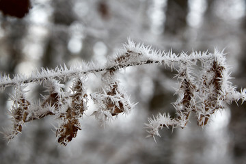 frozen winter leaves macro hoarfost white frost