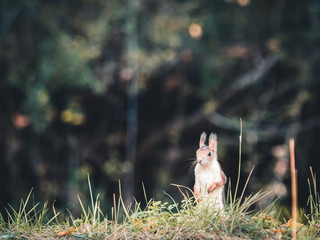 A squirrel looking around in the on the park grass