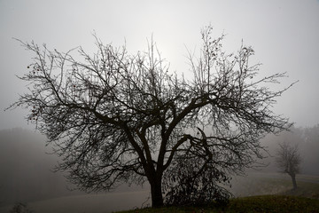 foggy tree autumn sun light scenic