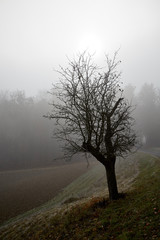 foggy tree autumn sun light scenic