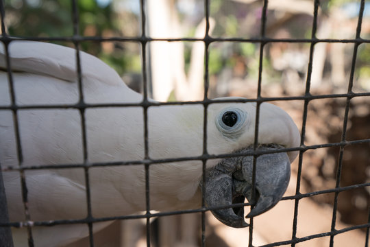 Portrait of the Cacatua galerita Parrot