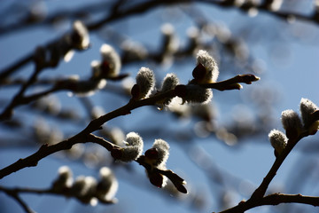 The black blossoming willow branches against the background of the blue sky are very contrast.