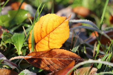 grass and fallen leaves in the frost on a sunny morning