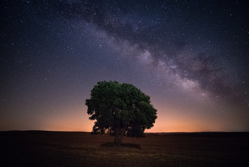 Fototapeta na wymiar The Milky Way on an oak in the field of Petrola, Castilla la Mancha, Spain