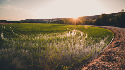 Rice fields at sunset