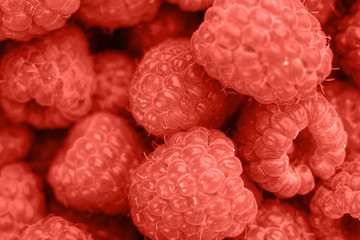 Living Coral background with fresh organic raspberries, copy space. Color of the year 2019. Nature berry background. Macro photo. Top view, flat lay