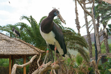 Portrait of a Ciconia abdimii stork.  Symbol of love and devotion
