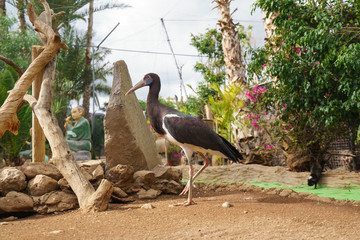 Portrait of a Ciconia abdimii stork.  Symbol of love and devotion