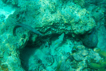 Naklejka na ściany i meble underwater scene with ocean coral and sea tropical fish