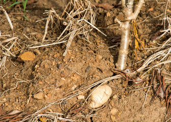 Manioc plants are growing in the field.
