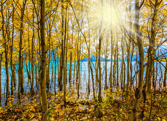 The foliage of aspen and birches