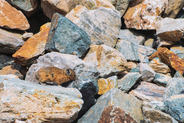 Pika rodent on stones in highlands. Small curious animal on colorful rocky hill. Little fluffy cute mammal on picturesque boulders in mountains. Small mouse with big ears. Little nimble pika.