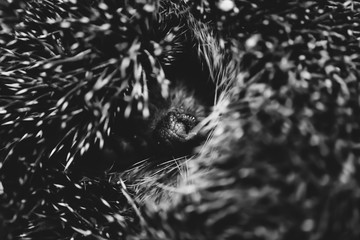 Snout of small cute hedgehog in monochrome. Shy forest inhabitant in grayscale. Needles of hedgehog close-up. Black-white background of animal. Small prickly mammal. Half-closed hedgehog in macro.