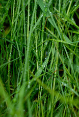 Fototapeta na wymiar Dew on the grass