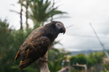 Portrait of the african grey parrot