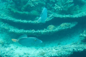 blue fish swimming in the sea around a coral reef
