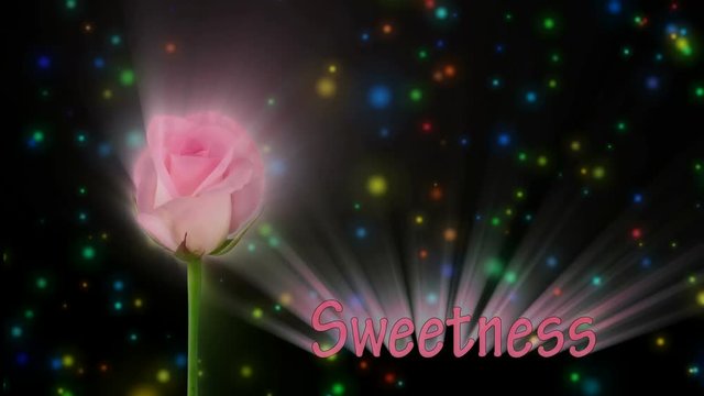 Montage of opening pale pink color Sweet Akito rose meaning Sweetness in RGB + ALPHA matte format isolated on black background