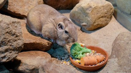The common gundi (Ctenodactylus gundi) eat brocolli and carrot. A species of rodent in the family Ctenodactylidae. It is found in Algeria, Libya, Morocco, and Tunisia.