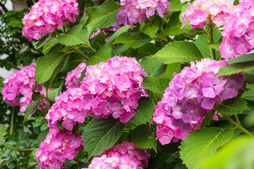 あじさい　日本の花