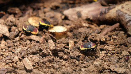 Pachnoda marginata, sun beetle, large number of subspecies that lives in west and central Africa.