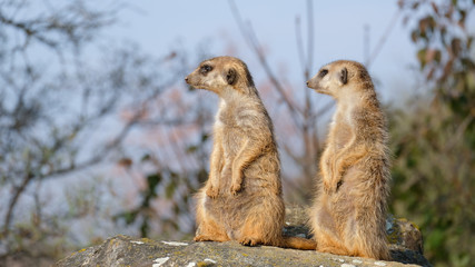 2 brown Meerkats standing on the rock in the forest