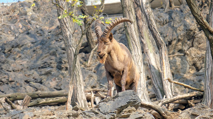 brown West Caucasian tur long horn stand sleepy on the rock mountain. It is a mountain-dwelling goat-antelope found only in the western half of the Caucasus Mountains range. 