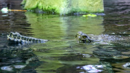 Naklejka na ściany i meble The false gharial also known as Malayan gharial, Sunda gharial and tomistoma, is a freshwater crocodilian native to Peninsular Malaysia, Borneo, Sumatra and Java. floating half head in water.