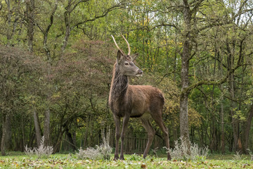 Junger Rothirsch (Cervus elaphus) in Wildpark