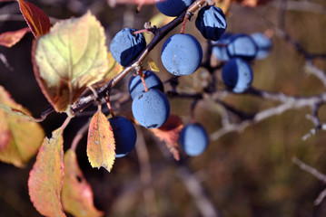 Blackthorn branches with ripe berries and yellow leaves, sunny autumn day, close up detail on...