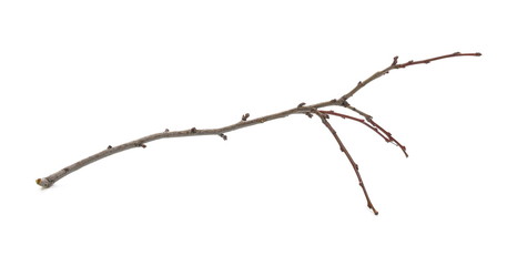 Branch, twig isolated on white background