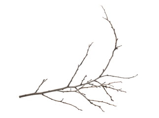 Fototapeta premium Branch, twig isolated on white background