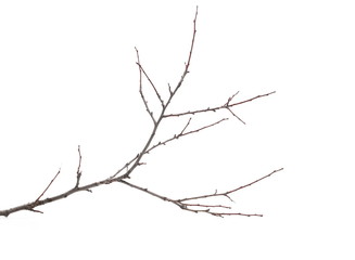 Branch, twig isolated on white background