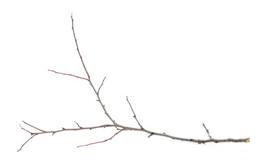 Fototapeta na wymiar Branch, twig isolated on white background