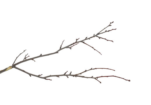 Branch, twig isolated on white background