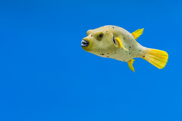 Arothron nigropunctatus in aquarium fish tank. It is also known as blackspotted puffer or dog-faced...